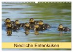 Niedliche Entenküken (Wandkalender 2026 DIN A3 quer), CALVENDO Monatskalender