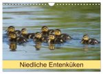 Niedliche Entenküken (Wandkalender 2026 DIN A4 quer), CALVENDO Monatskalender