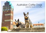 Australian Cattle Dogs zwischen Kunst und Kultur (Wandkalender 2026 DIN A2 quer), CALVENDO Monatskalender