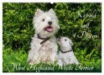 Kobold auf 4 Pfoten - West Highland White Terrier (Wandkalender 2026 DIN A2 quer), CALVENDO Monatskalender