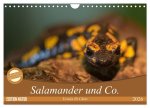 Salamander und Co. (Wandkalender 2026 DIN A4 quer), CALVENDO Monatskalender