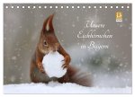 Unsere Eichhörnchen in Bayern (Tischkalender 2026 DIN A5 quer), CALVENDO Monatskalender