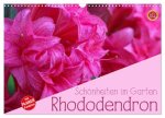 Rhododendron Schönheiten im Garten (Wandkalender 2026 DIN A3 quer), CALVENDO Monatskalender