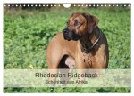 Rhodesian Ridgeback Schönheit aus Afrika (Wandkalender 2026 DIN A4 quer), CALVENDO Monatskalender