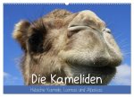 Die Kameliden. Hübsche Kamele, Lamas und Alpakas (Wandkalender 2026 DIN A2 quer), CALVENDO Monatskalender