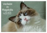 Verliebt in Ragdolls ... die sanfte Katzenrasse (Wandkalender 2026 DIN A2 quer), CALVENDO Monatskalender