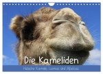 Die Kameliden. Hübsche Kamele, Lamas und Alpakas (Wandkalender 2026 DIN A4 quer), CALVENDO Monatskalender