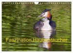 Faszination Haubentaucher (Wandkalender 2026 DIN A4 quer), CALVENDO Monatskalender