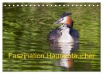 Faszination Haubentaucher (Tischkalender 2026 DIN A5 quer), CALVENDO Monatskalender