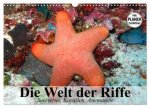 Die Welt der Riffe. Seesterne, Korallen, Anemonen (Wandkalender 2026 DIN A3 quer), CALVENDO Monatskalender
