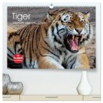 Tiger. Gestreift, wild und schön (hochwertiger Premium Wandkalender 2026 DIN A2 quer), Kunstdruck in Hochglanz