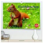 Eichhörnchen. Wo sind bloß die Nüsse? (hochwertiger Premium Wandkalender 2026 DIN A2 quer), Kunstdruck in Hochglanz