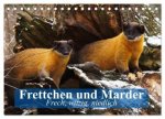 Frettchen und Marder. Frech, witzig, niedlich (Tischkalender 2026 DIN A5 quer), CALVENDO Monatskalender