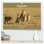 Geparden - Ein Leben in Afrika (hochwertiger Premium Wandkalender 2026 DIN A2 quer), Kunstdruck in Hochglanz
