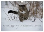 Haustiger - Ein Katzenkalender (Wandkalender 2026 DIN A4 quer), CALVENDO Monatskalender
