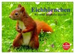 Eichhörnchen. Wo sind bloß die Nüsse? (Wandkalender 2026 DIN A4 quer), CALVENDO Monatskalender