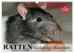 Ratten. Gelehrige Haustiere (Wandkalender 2026 DIN A3 quer), CALVENDO Monatskalender