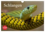 Schlangen (Wandkalender 2026 DIN A4 quer), CALVENDO Monatskalender