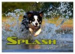 SPLASH - Hunde im Wasser (Wandkalender 2026 DIN A2 quer), CALVENDO Monatskalender