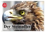 Der Steinadler. Majestätischer Greifvogel (Wandkalender 2026 DIN A3 quer), CALVENDO Monatskalender