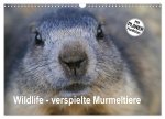 Wildlife - Verspielte Murmeltiere (Wandkalender 2026 DIN A3 quer), CALVENDO Monatskalender