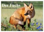 Der Fuchs. Bezaubernder Geselle (Wandkalender 2026 DIN A2 quer), CALVENDO Monatskalender