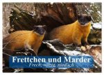 Frettchen und Marder. Frech, witzig, niedlich (Wandkalender 2026 DIN A2 quer), CALVENDO Monatskalender