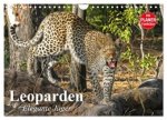 Leoparden. Elegante Jäger (Wandkalender 2026 DIN A4 quer), CALVENDO Monatskalender