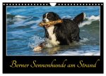 Berner Sennenhunde am Strand (Wandkalender 2026 DIN A4 quer), CALVENDO Monatskalender