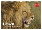 Löwen in freier Wildbahn (Wandkalender 2026 DIN A3 quer), CALVENDO Monatskalender