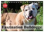 Faszination Bulldogge (Tischkalender 2026 DIN A5 quer), CALVENDO Monatskalender