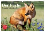 Der Fuchs. Bezaubernder Geselle (Wandkalender 2026 DIN A3 quer), CALVENDO Monatskalender