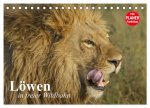 Löwen in freier Wildbahn (Tischkalender 2026 DIN A5 quer), CALVENDO Monatskalender