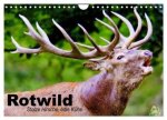 Rotwild. Edle Hirsche, stolze Kühe (Wandkalender 2026 DIN A4 quer), CALVENDO Monatskalender