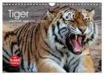 Tiger. Gestreift, wild und schön (Wandkalender 2026 DIN A4 quer), CALVENDO Monatskalender