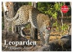 Leoparden. Elegante Jäger (Wandkalender 2026 DIN A2 quer), CALVENDO Monatskalender