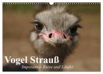 Vogel Strauß. Imposanter Riese und Läufer (Wandkalender 2026 DIN A3 quer), CALVENDO Monatskalender