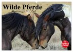 Wilde Pferde. Mustangs in USA (Wandkalender 2026 DIN A2 quer), CALVENDO Monatskalender