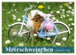 Meerschweinchen. Geliebte Nager (Wandkalender 2026 DIN A2 quer), CALVENDO Monatskalender