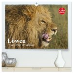 Löwen in freier Wildbahn (hochwertiger Premium Wandkalender 2026 DIN A2 quer), Kunstdruck in Hochglanz