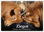 Ziegen. Lustige Ausbruchskünstler (Wandkalender 2026 DIN A4 quer), CALVENDO Monatskalender