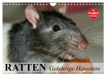 Ratten. Gelehrige Haustiere (Wandkalender 2026 DIN A4 quer), CALVENDO Monatskalender
