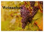 Weinanbau. Von der Traube zum Wein (Wandkalender 2026 DIN A3 quer), CALVENDO Monatskalender