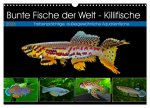 Bunte Fische der Welt - Killifische (Wandkalender 2026 DIN A3 quer), CALVENDO Monatskalender