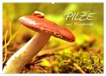 Pilze und Pilzgerichte (Wandkalender 2026 DIN A2 quer), CALVENDO Monatskalender