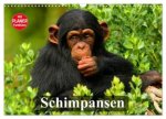 Schimpansen (Wandkalender 2026 DIN A3 quer), CALVENDO Monatskalender