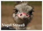 Vogel Strauß. Imposanter Riese und Läufer (Wandkalender 2026 DIN A2 quer), CALVENDO Monatskalender