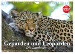 Die Lautlosen. Geparden und Leoparden (Wandkalender 2026 DIN A4 quer), CALVENDO Monatskalender