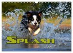 SPLASH - Hunde im Wasser (Wandkalender 2026 DIN A3 quer), CALVENDO Monatskalender