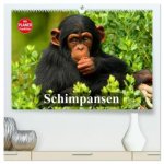 Schimpansen (hochwertiger Premium Wandkalender 2026 DIN A2 quer), Kunstdruck in Hochglanz